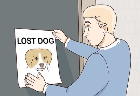 How a Lost Pet Psychic Can Help You Find Your Missing Animal