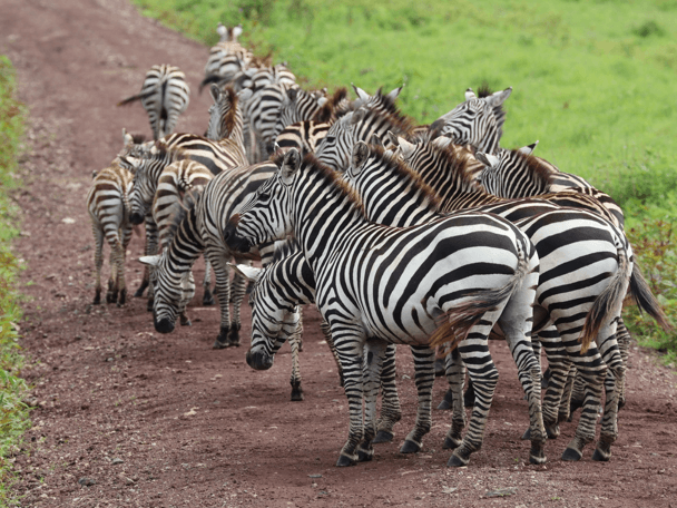 Tanzania Travel Agency: Private Safari Experiences with Toilo Tours and Safaris